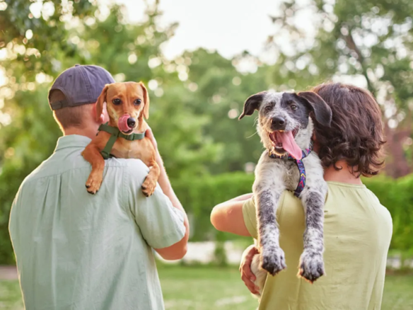 Dog Breeders Dubai | Maltipoo Puppies & Golden Retriever Puppy for Sale
