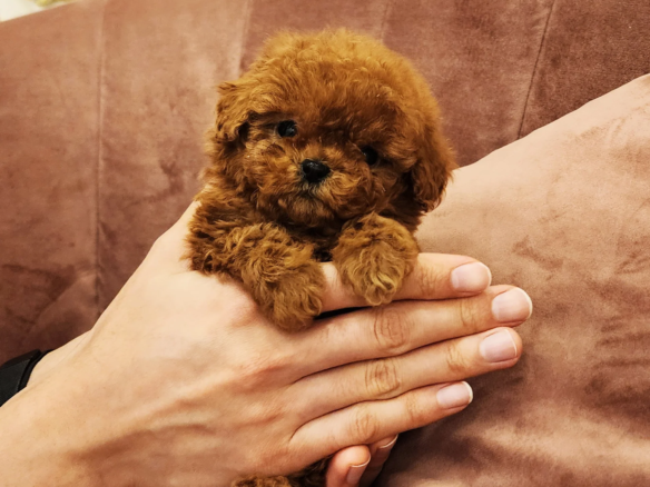 Looking for puppies for sale in Dubai? Discover healthy teacup poodle and toy poodle puppies from trusted breeders with expert care and guidance.
