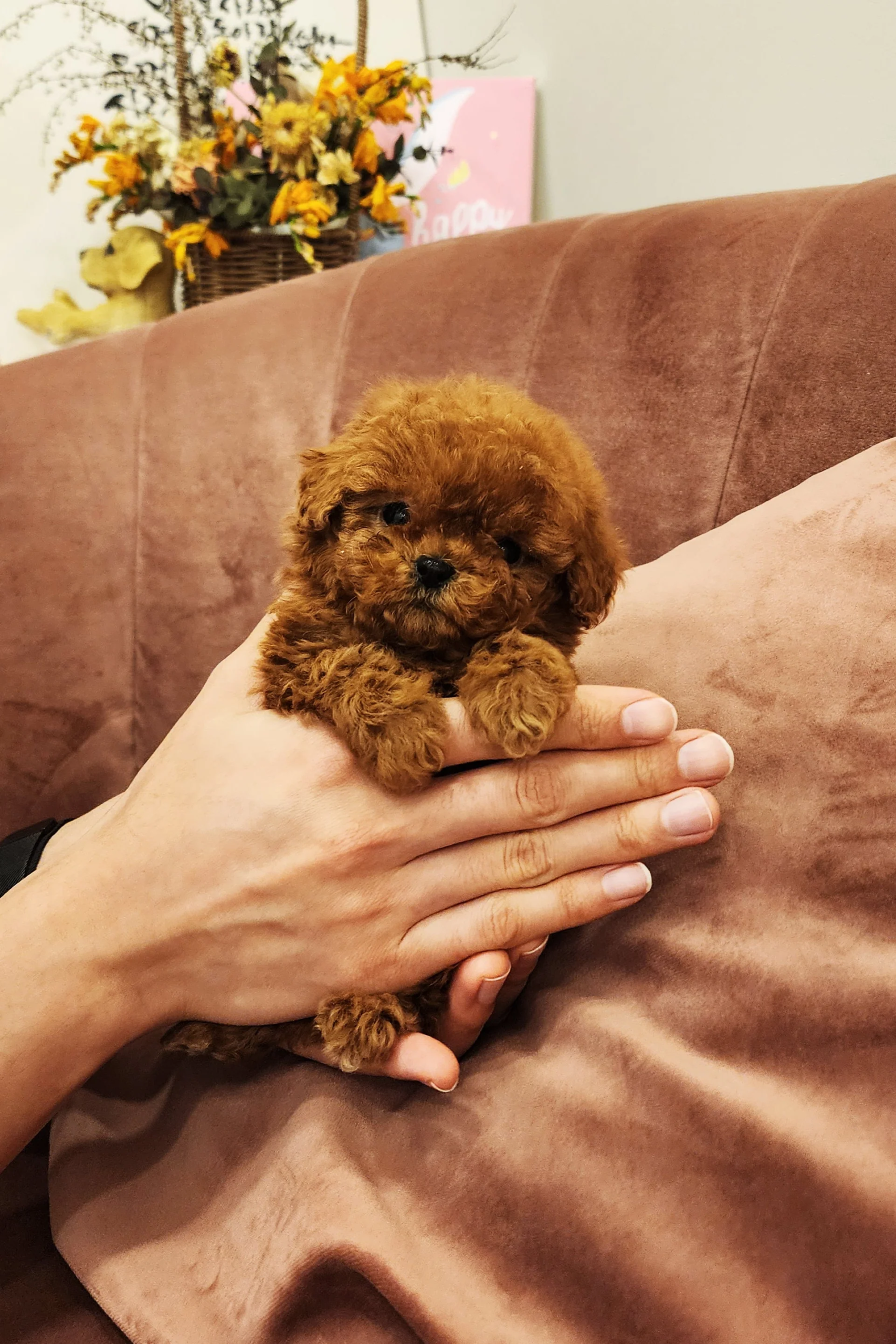 Looking for puppies for sale in Dubai? Discover healthy teacup poodle and toy poodle puppies from trusted breeders with expert care and guidance.